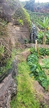 Plants: image 26 Of 208 Thumb